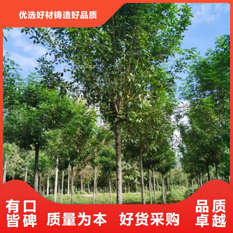口碑好的法桐公司当地经销商