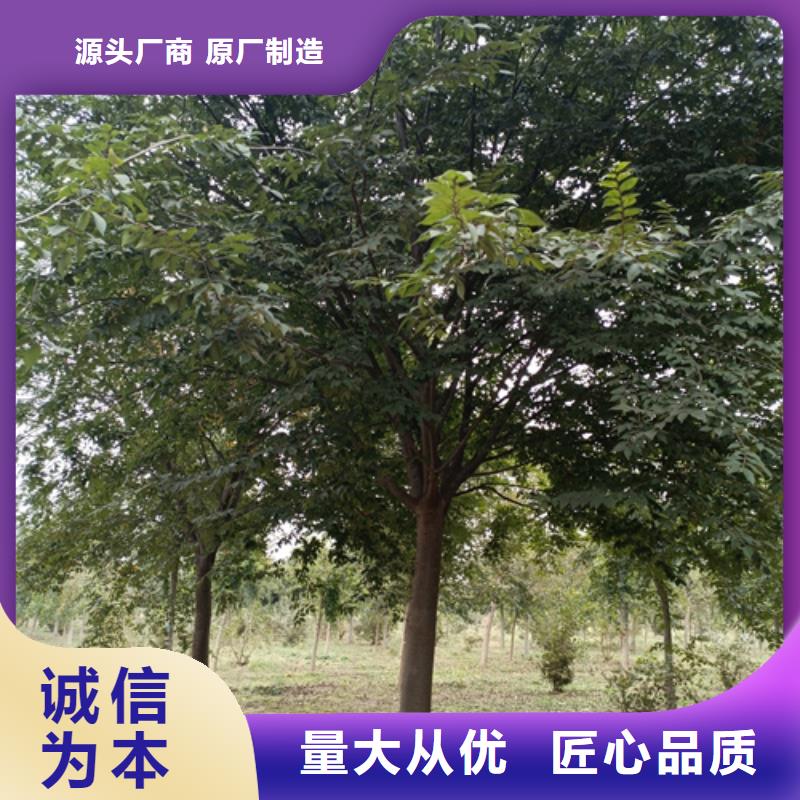 法桐秋紫白蜡多种规格可选现货快速采购
