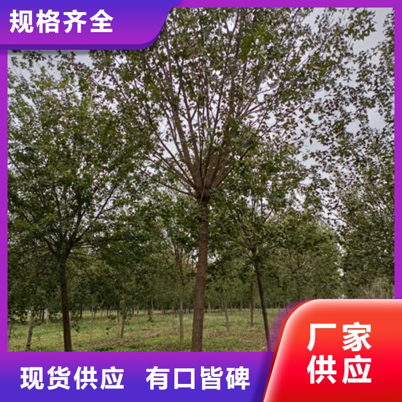 优质法桐的批发商品质可靠