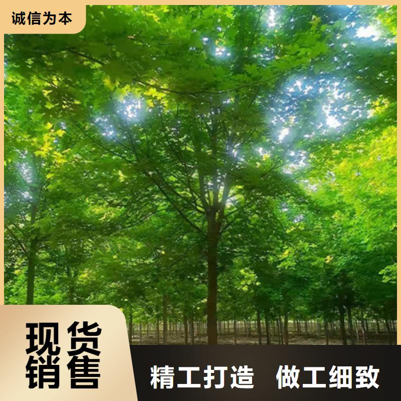 供应造型法桐的公司本地经销商