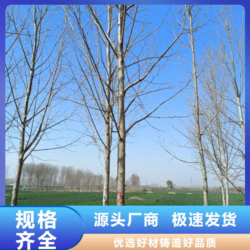 法桐价格比较源头直供