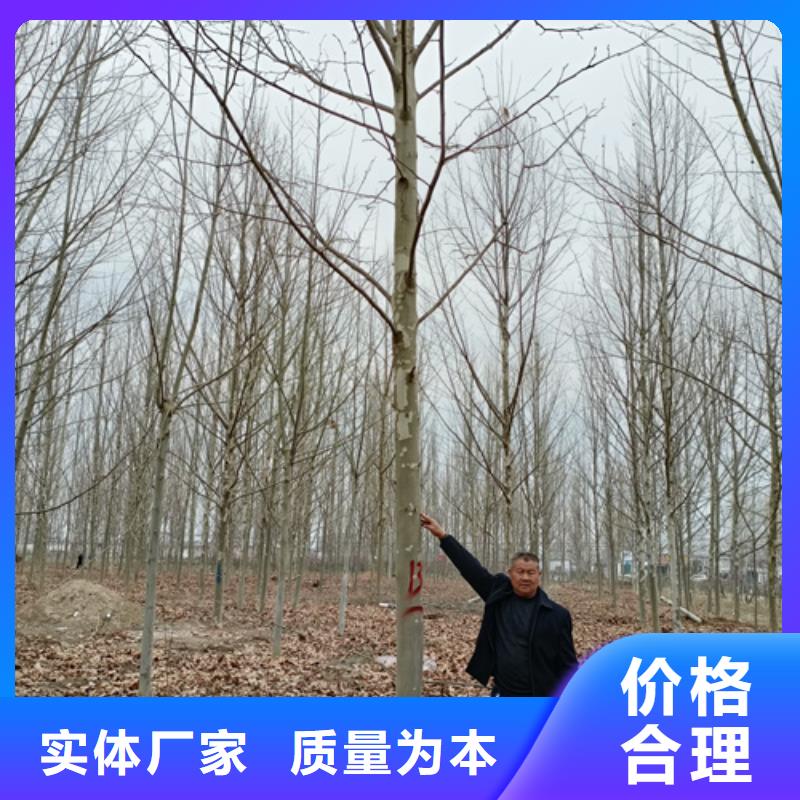 法桐美国红枫就近发货规格齐全