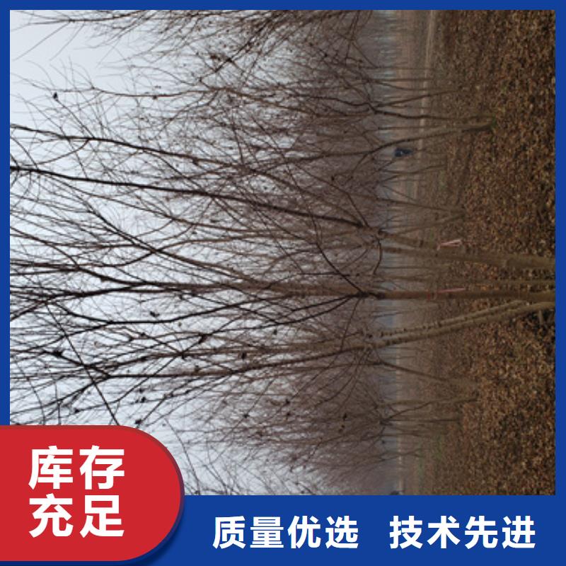 造型法桐款式齐全同城生产厂家