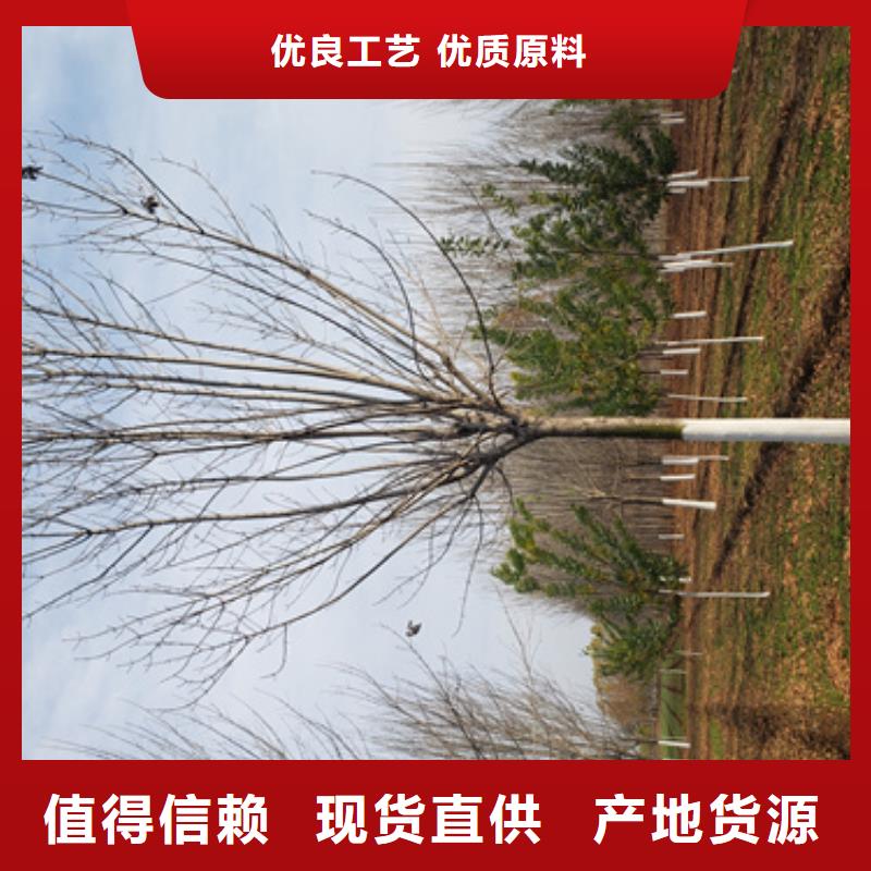 法桐,五角枫海量货源厂家现货批发