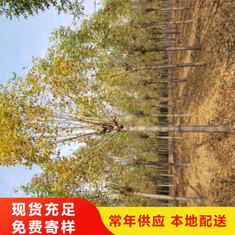 造型法桐实力厂商好品质经得住考验