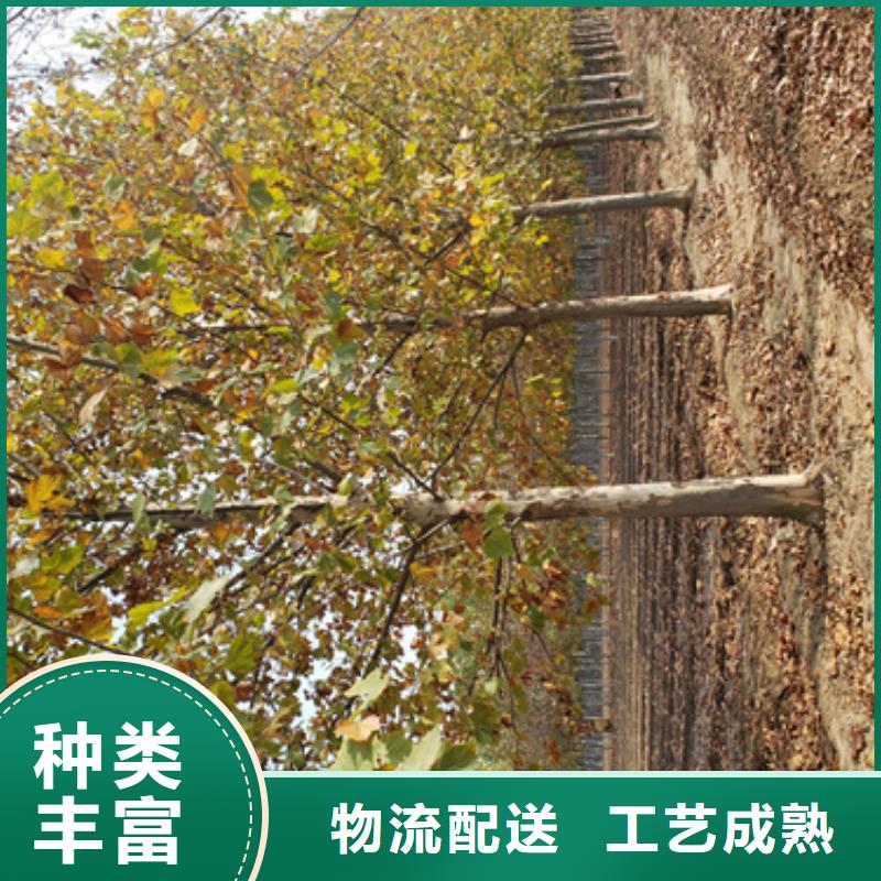 法桐-存货充足当地生产厂家