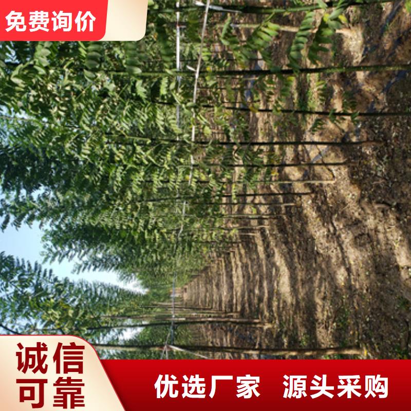 法桐_金叶复叶槭卓越品质保障有口皆碑