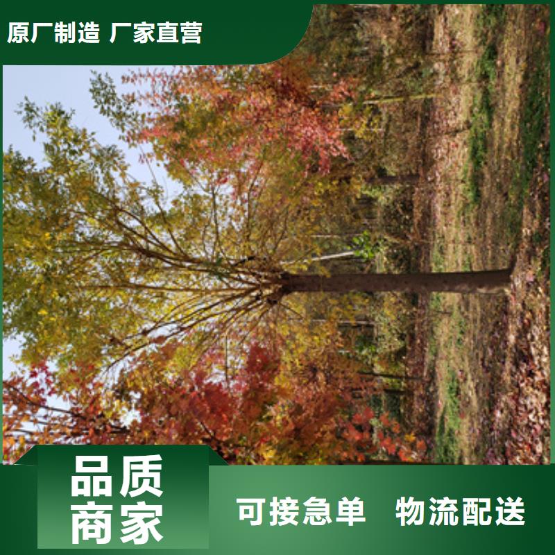 法桐行情如何选择量大从优