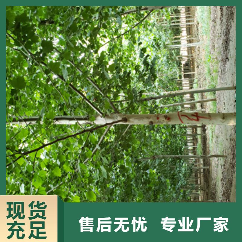 法桐行情质量保证绿化乔木按需定制真材实料