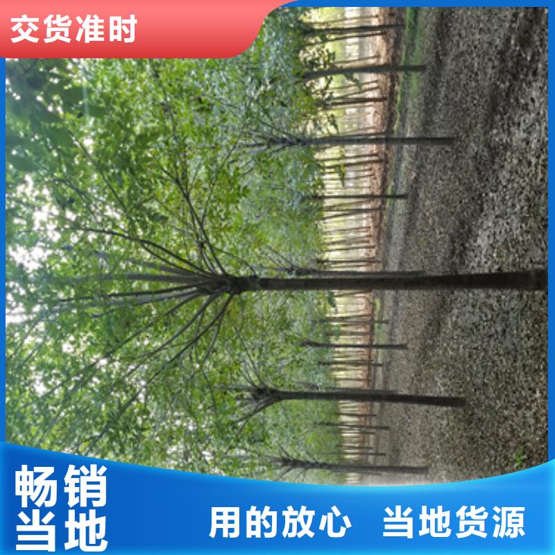 法桐-实力大厂本地生产商