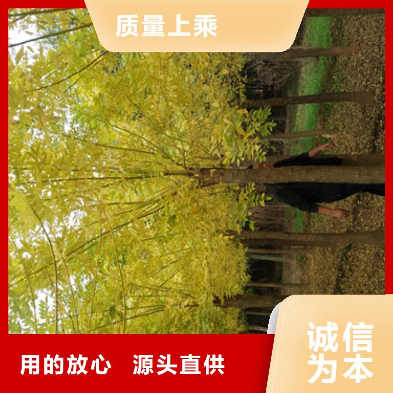 法桐小苗质量有保障的厂家好货有保障