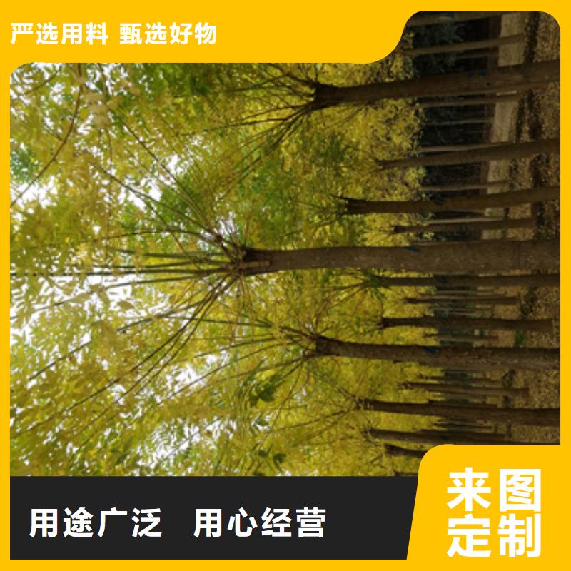 供应批发法桐小苗-放心满足客户所需