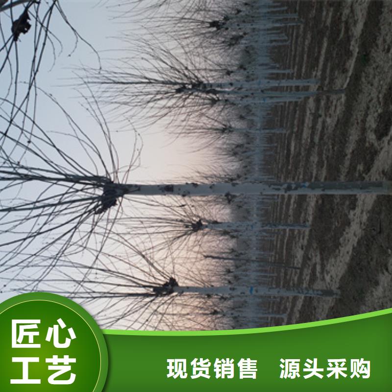 【法桐】黄金槐一手价格您想要的我们都有