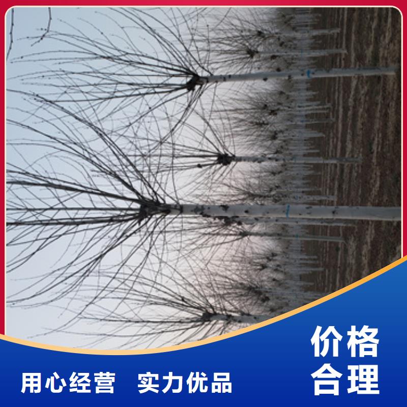 法桐秋紫白蜡优良材质工厂现货供应