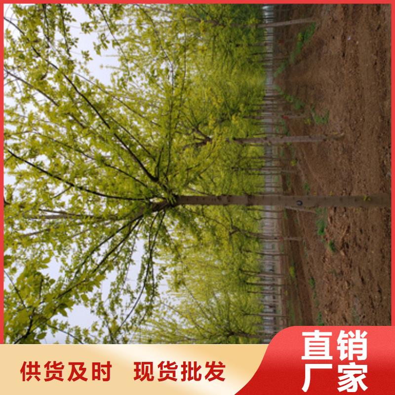 造型法桐_本地企业放心选择精选厂家好货