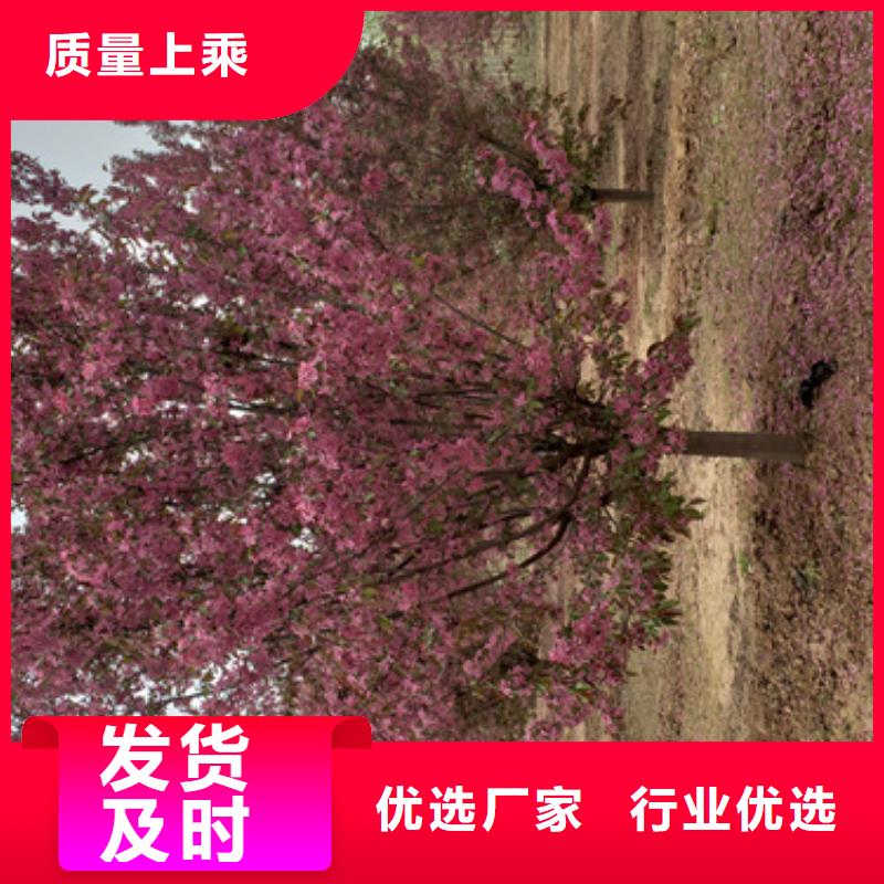 优质的法桐小苗-实体厂家可定制多年经验值得信赖