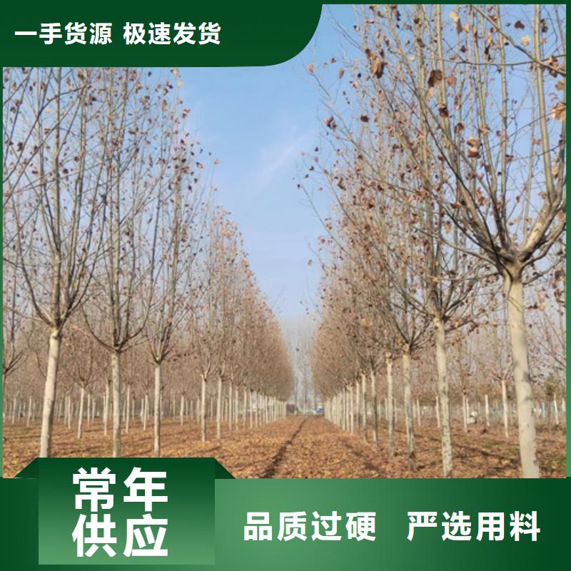 法桐小苗种植基地绿化苗木从源头保证品质