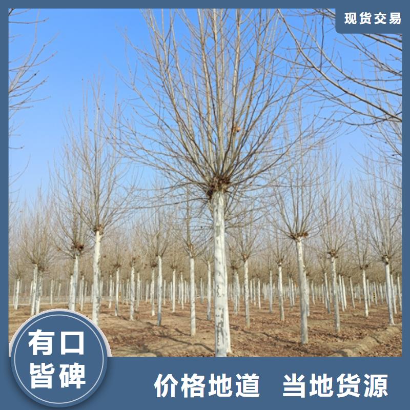 速生法桐期待您的来电同城供应商