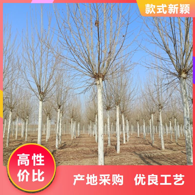 造型法桐种植基地绿化苗木订购