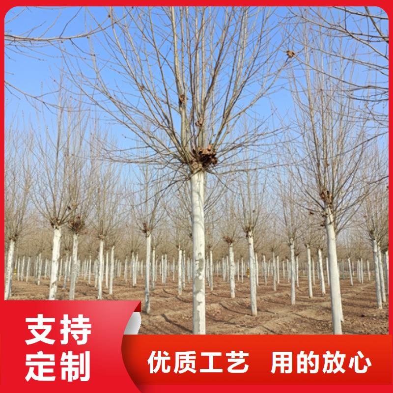 法桐小苗-法桐小苗品质保证同城生产厂家