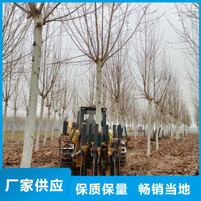 法桐价格质量放心绿化苗木实时报价