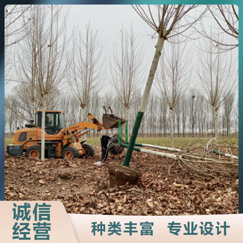 找法桐厂家直销供您所需