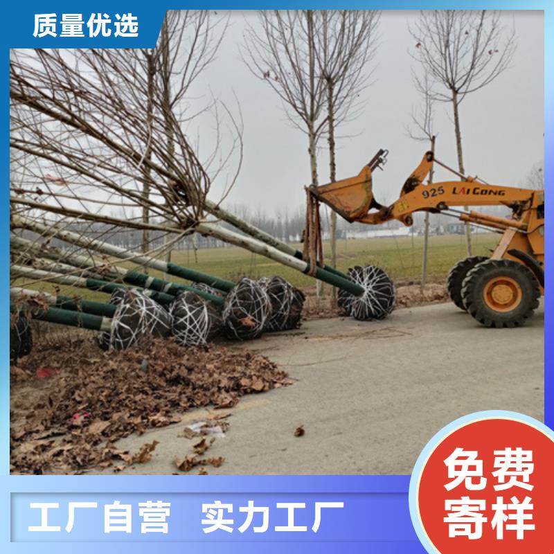 质量优的速生法桐品牌厂家本地货源