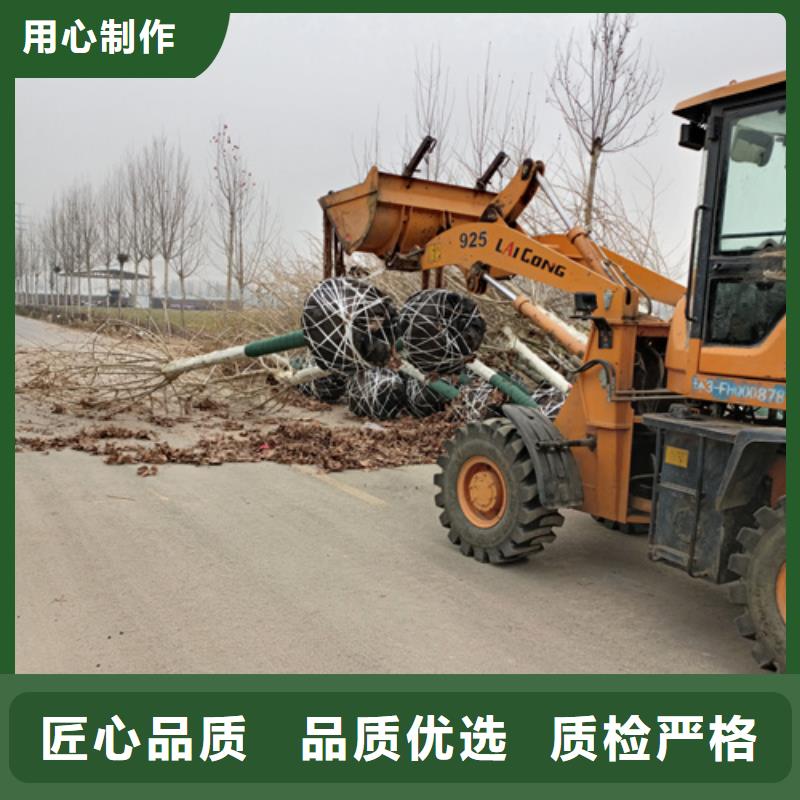 信誉好的速生法桐厂家_质量保证本地品牌