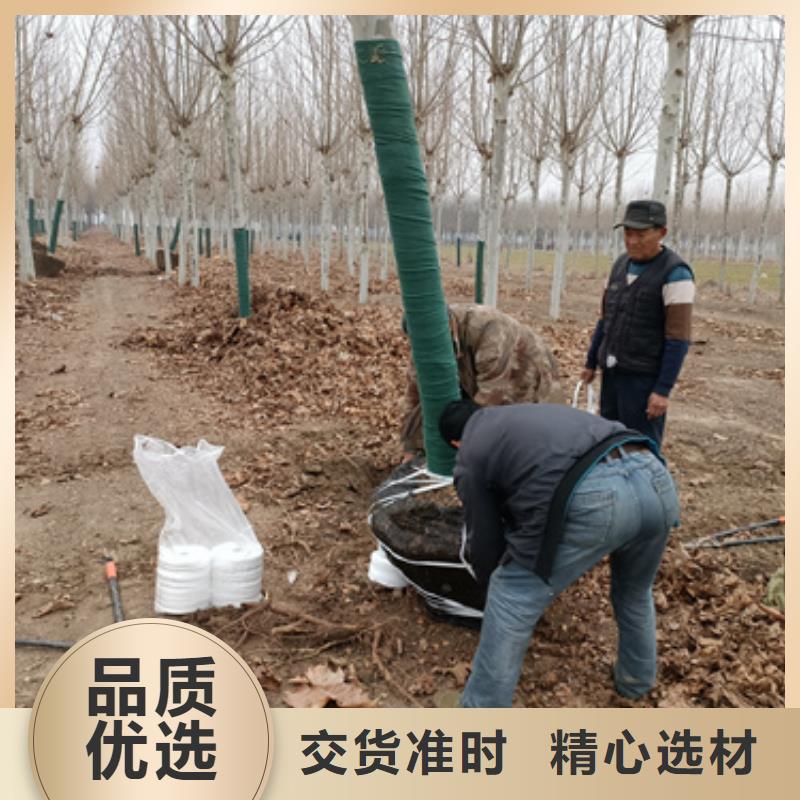 法桐_多年制造经验满足客户所需