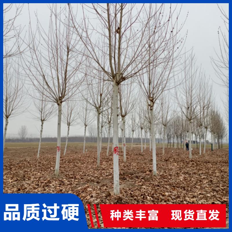 法桐小苗欢迎来电绿化乔木当地制造商