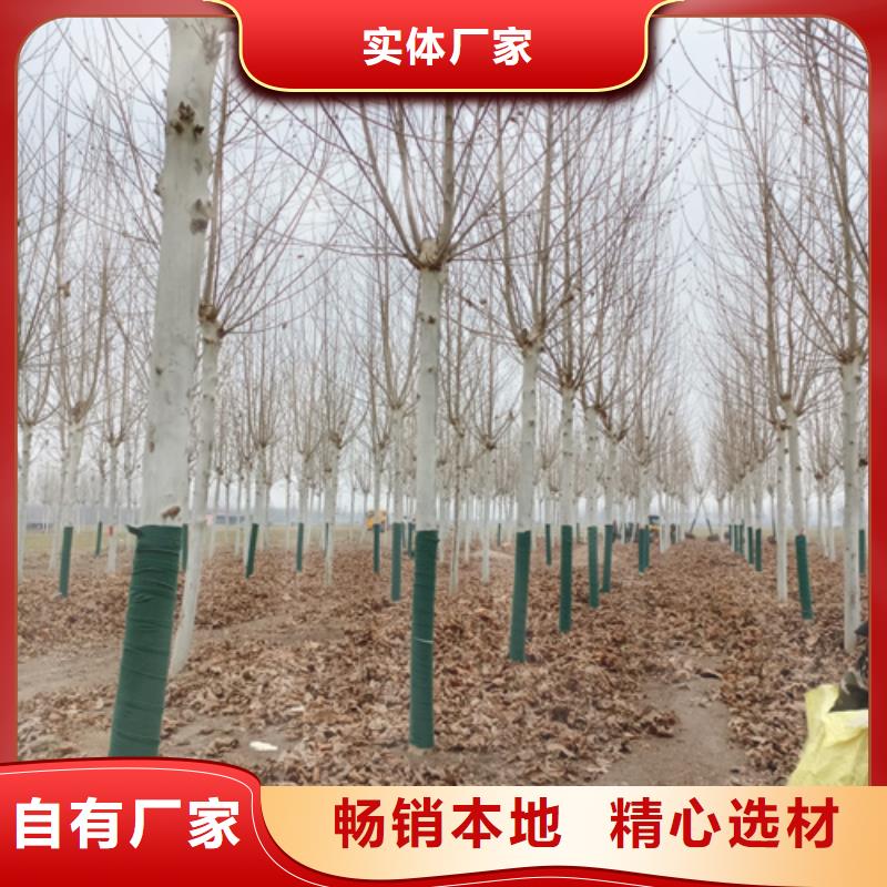 造型法桐欢迎来电绿化乔木精心选材