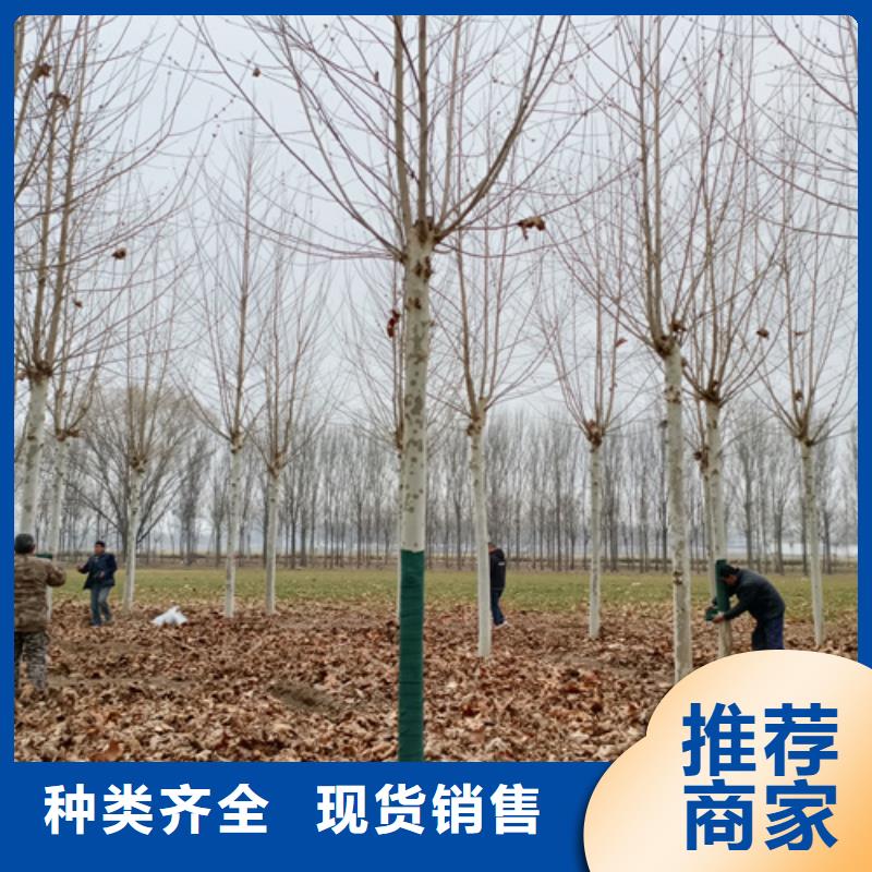 法桐行情、法桐行情技术参数助您降低采购成本