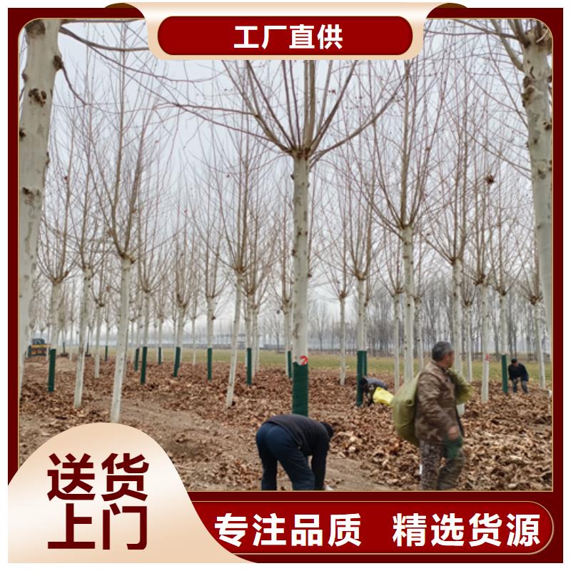 法桐放心购买绿化苗木当地生产商
