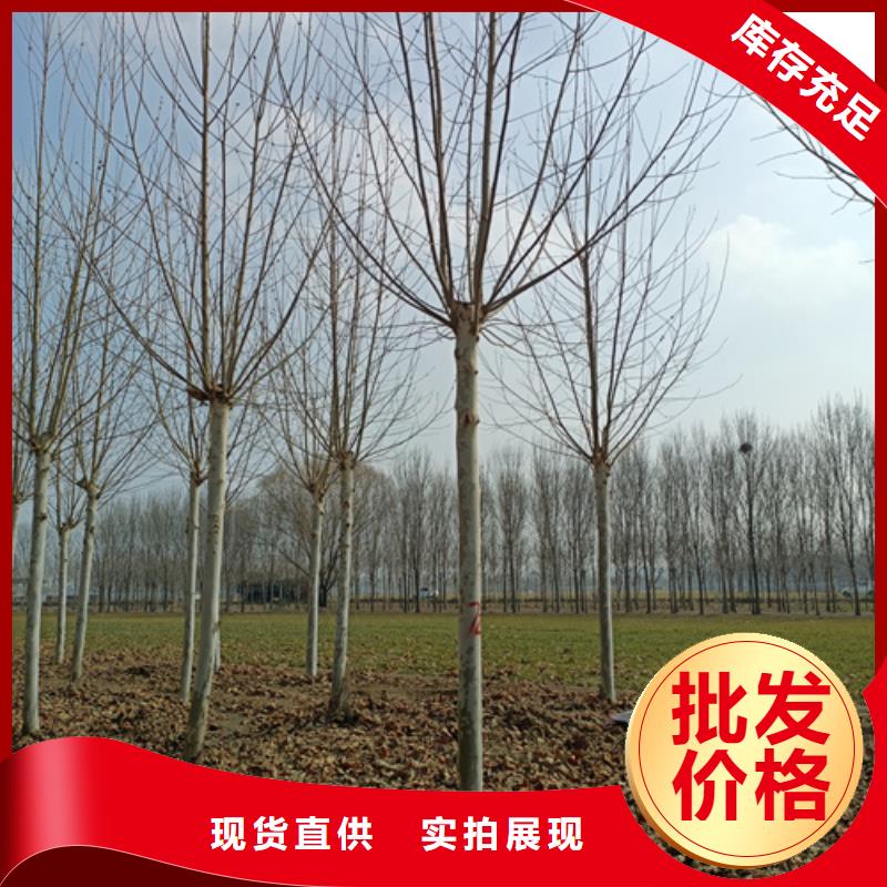 库存充足的速生法桐生产厂家用品质赢得客户信赖