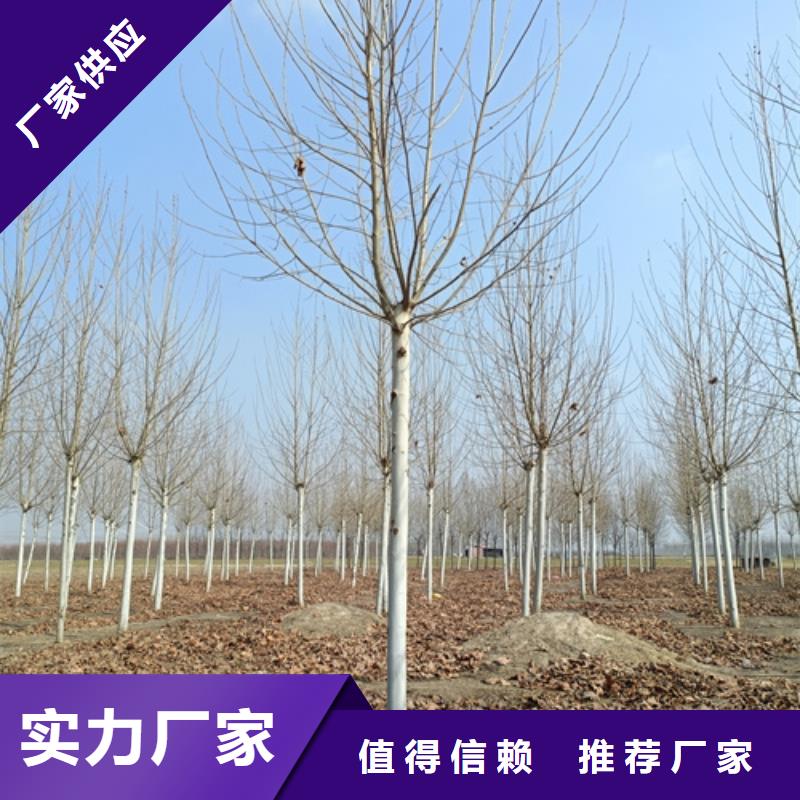 造型法桐免费咨询绿化乔木质量层层把关