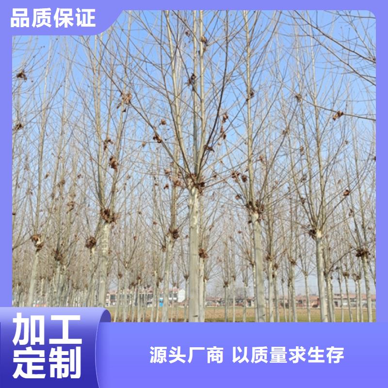 速生法桐供应支持定制