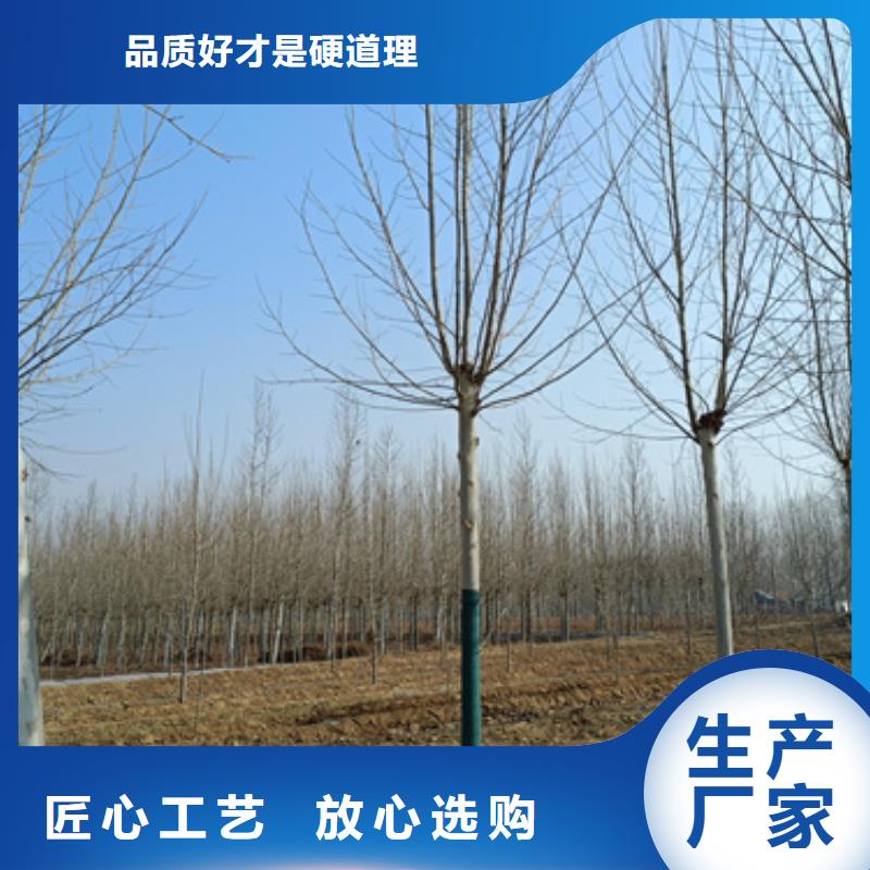 速生法桐应用范围广诚信可靠
