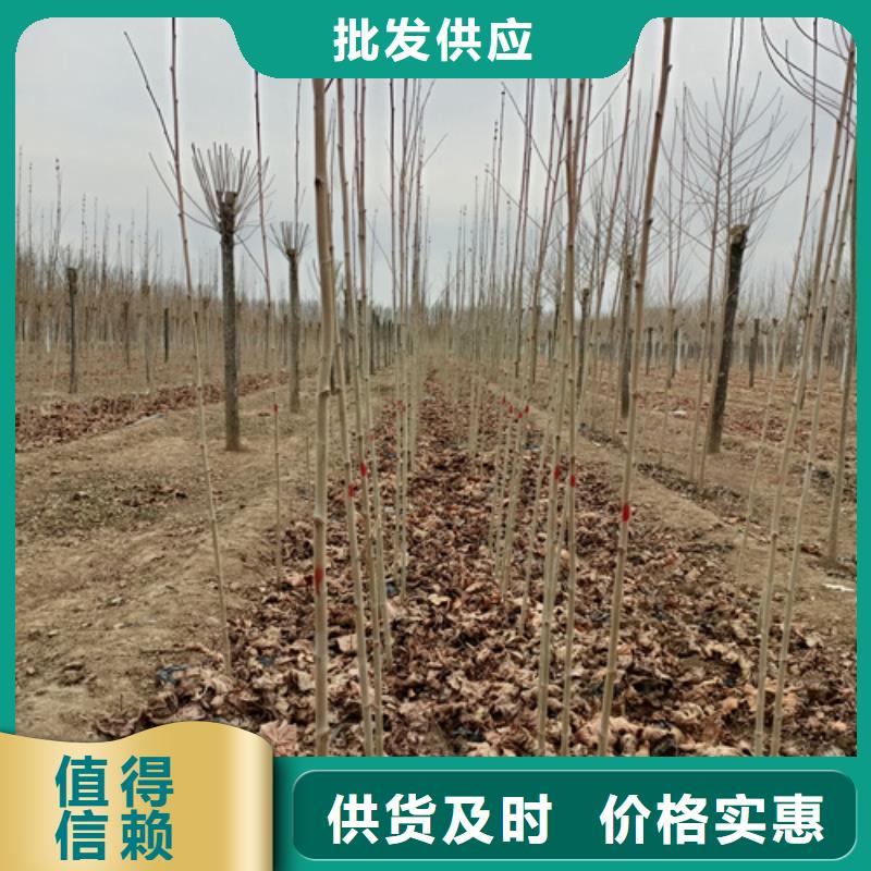 法桐标准本地经销商