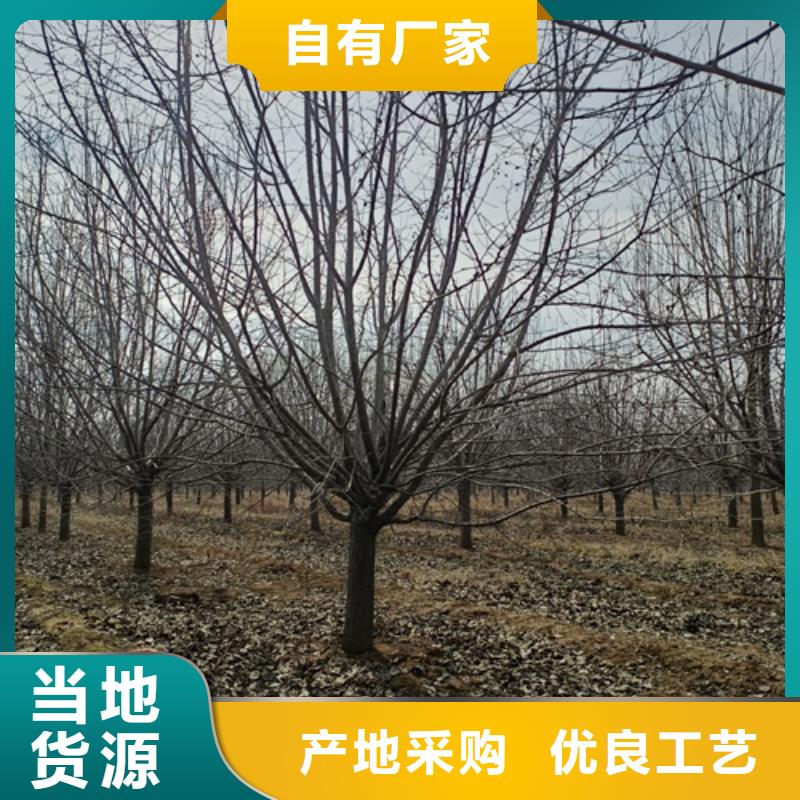 法桐业内好评库存量大