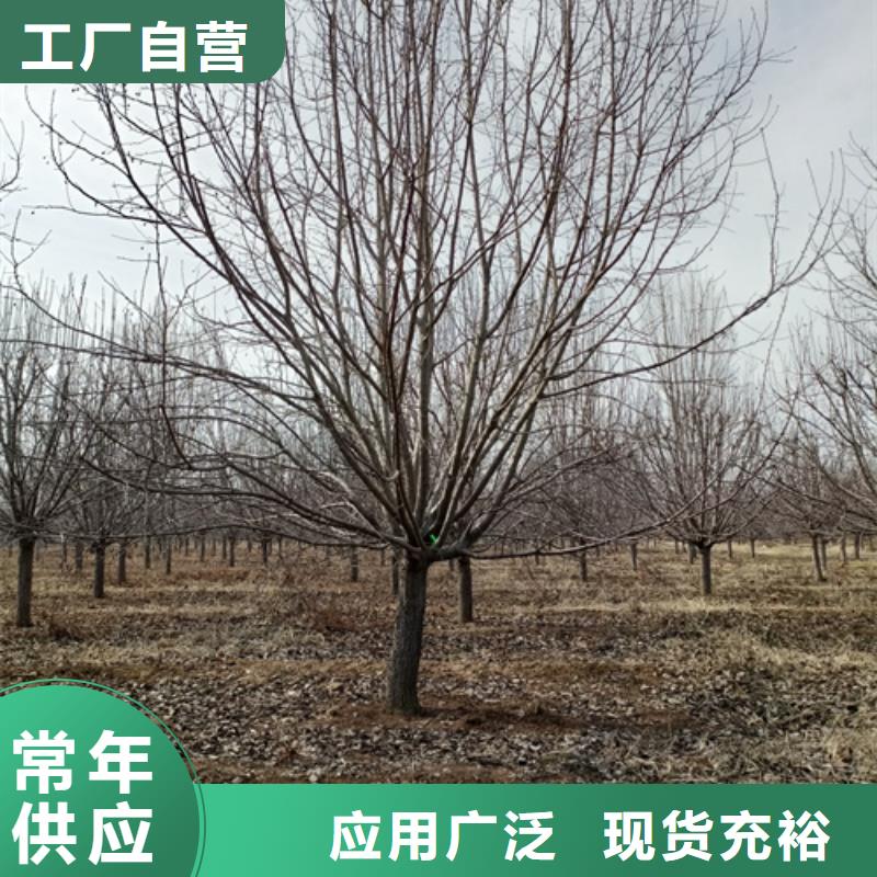 法桐小苗厂家实力雄厚厂家品控严格