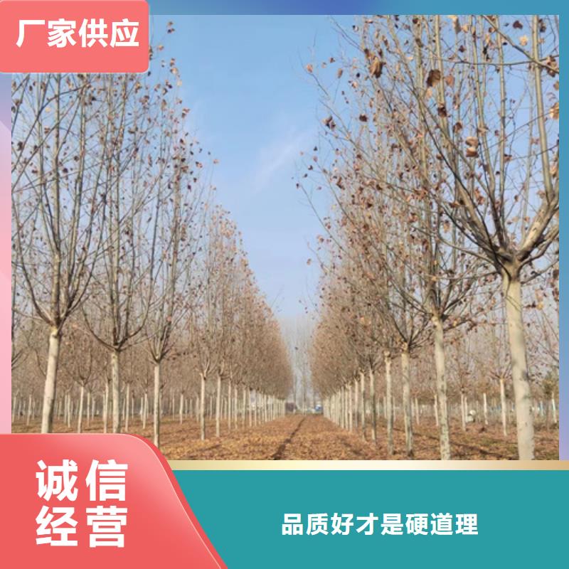 法桐-金叶槐现货销售精品优选