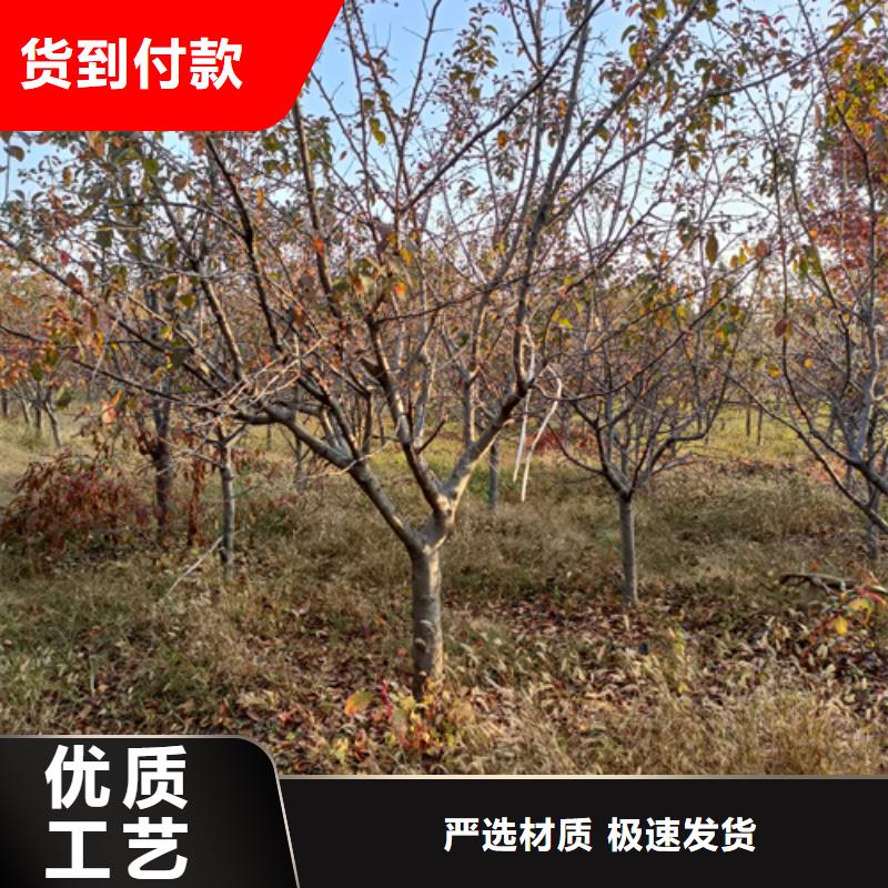 造型法桐品质优良厂家精选