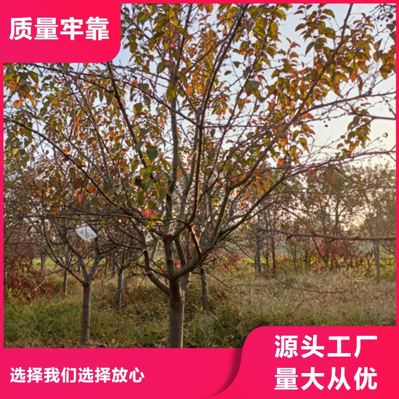 性价比高的法桐小苗批发商支持大批量采购