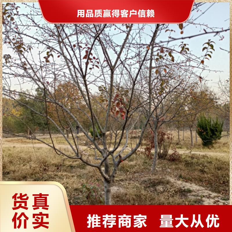 速生法桐畅销全国绿化苗木本地厂家