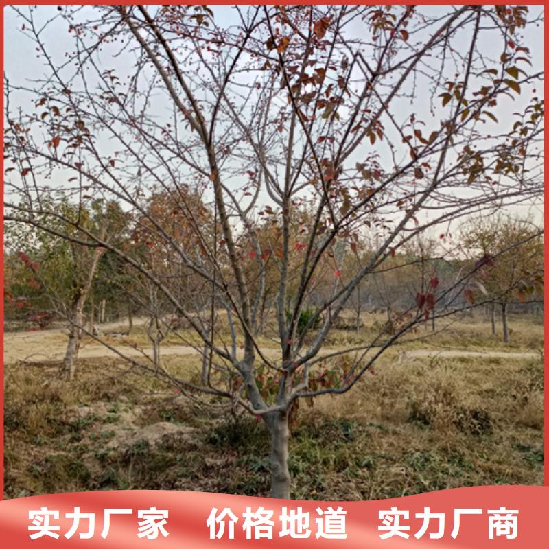 速生法桐择优苗木基地当地货源