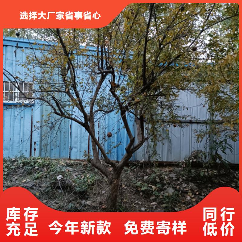 法桐种植基地苗木基地质量检测