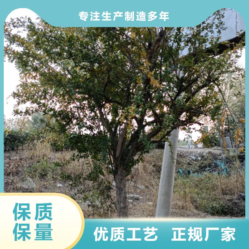 速生法桐-速生法桐质量可靠质保一年
