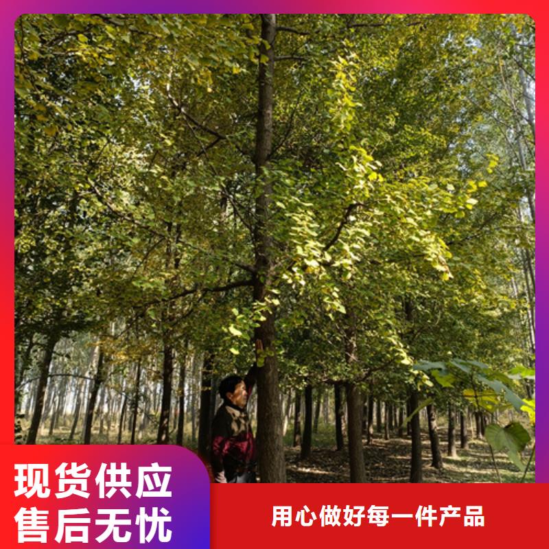 速生法桐选对厂家很重要同城经销商