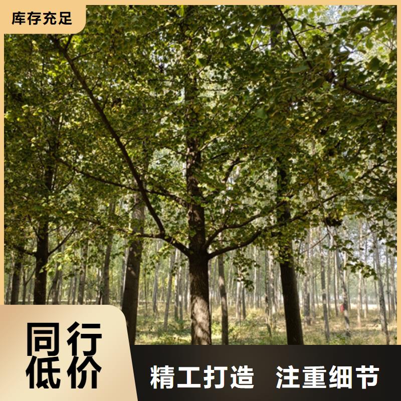 法桐厂家直发本地品牌
