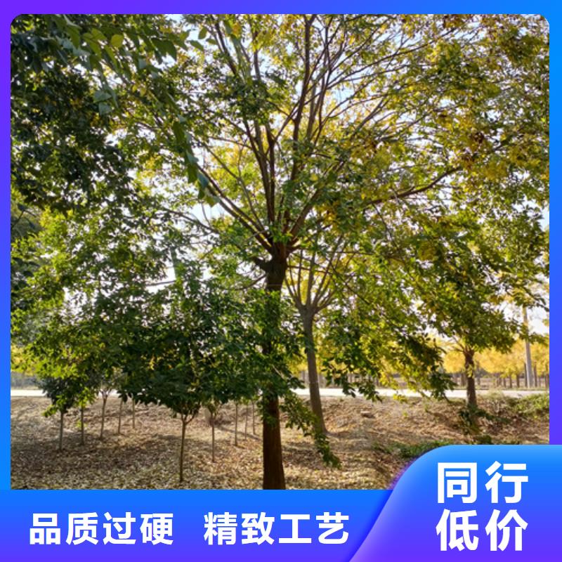法桐-公司欢迎您！满足客户所需